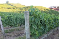 Câmara aprova subsídio em horas máquinas e aquisição de mudas viníferas para produção de uvas em espaldeiras 