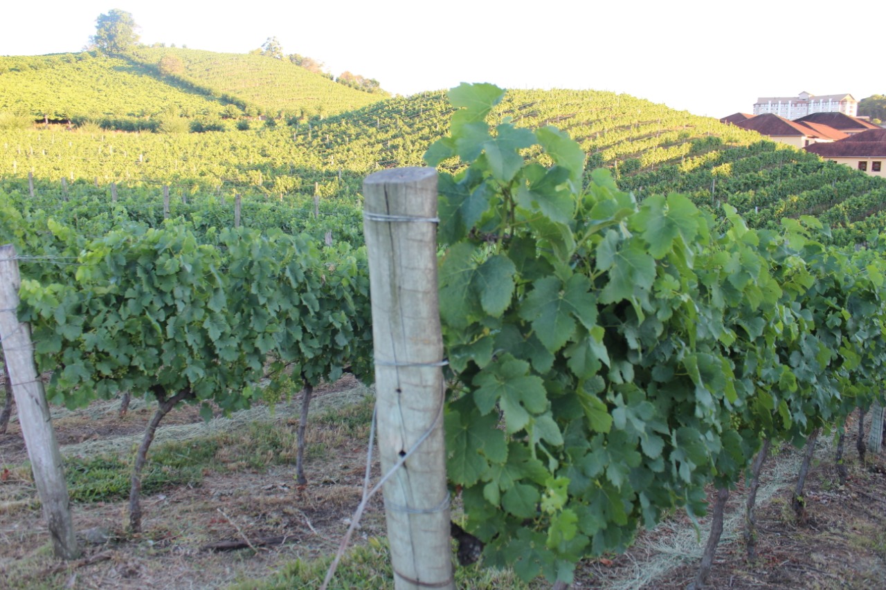 Câmara aprova subsídio em horas máquinas e aquisição de mudas viníferas para produção de uvas em espaldeiras 